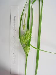 Attēlu rezultāti vaicājumam “Carex appropinquata leaf”