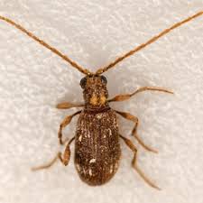 Attēlu rezultāti vaicājumam “Ptinus sp. female”