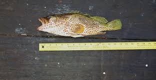 Image result for Epinephelus adscensionis