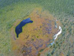 Attēlu rezultāti vaicājumam “Harpanthus flotovianus cells”