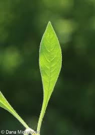 Attēlu rezultāti vaicājumam “Knautia arvensis leaf”