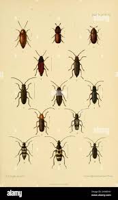 Attēlu rezultāti vaicājumam “Criocephalus rusticus”