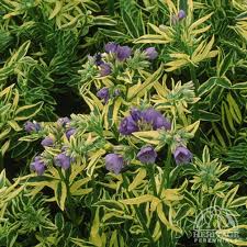 Attēlu rezultāti vaicājumam “Polemonium caeruleum leaf”