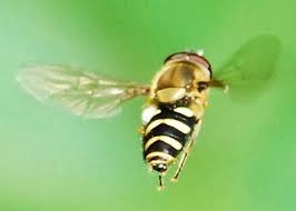 Attēlu rezultāti vaicājumam “Syrphus sp. imago”