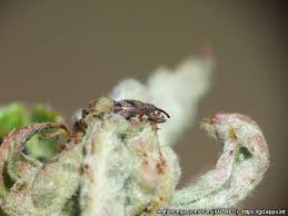 Attēlu rezultāti vaicājumam “Anthonomus pomorum”