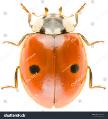 Attēlu rezultāti vaicājumam “Adalia bipunctata”