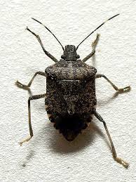 Attēlu rezultāti vaicājumam “Pentatomidae”