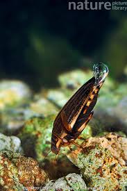 Attēlu rezultāti vaicājumam “Acilius sulcatus”