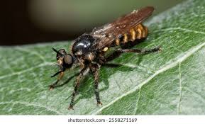 Attēlu rezultāti vaicājumam “Cimbex femoratus imago”