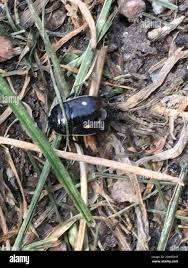 Attēlu rezultāti vaicājumam “Adomerus biguttatus”