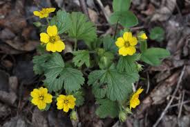 Attēlu rezultāti vaicājumam “Waldsteinia geoides flower”