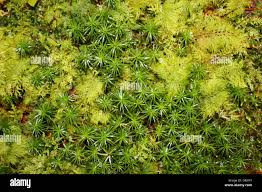 Attēlu rezultāti vaicājumam “Polytrichales”