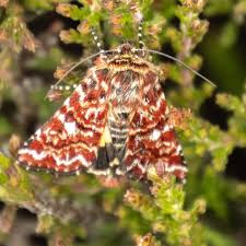 Attēlu rezultāti vaicājumam “Anarta myrtilli larva”