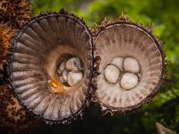 Attēlu rezultāti vaicājumam “Cyathus striatus”