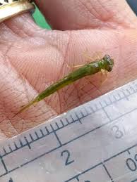 Attēlu rezultāti vaicājumam “Trioza dispar nymph”