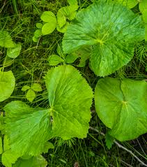 Attēlu rezultāti vaicājumam “Caltha palustris leaf”