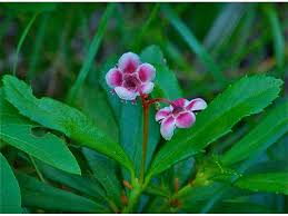 Attēlu rezultāti vaicājumam “Chimaphila umbellata”
