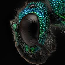 Attēlu rezultāti vaicājumam “Diderma roanense macro”