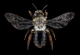Attēlu rezultāti vaicājumam “Andrena vaga”