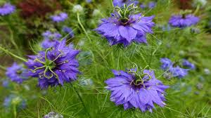 Image result for Nigella damascena