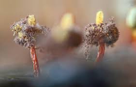 Attēlu rezultāti vaicājumam “Hemitrichia serpula macro”