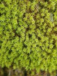 Attēlu rezultāti vaicājumam “Dichodontium pellucidum”