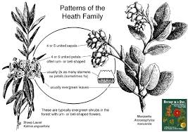 Attēlu rezultāti vaicājumam “Ericaceae”