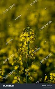 Attēlu rezultāti vaicājumam “Brassica napus flower”