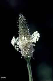 Attēlu rezultāti vaicājumam “Plantago lanceolata flower”