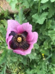 Image result for Papaver somniferum