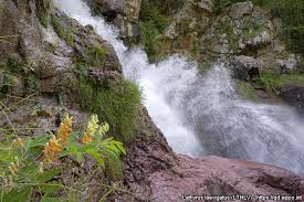 Attēlu rezultāti vaicājumam “Lathyrus laevigatus”