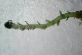 Attēlu rezultāti vaicājumam “Odontoschisma denudatum”