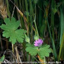 Attēlu rezultāti vaicājumam “Geranium molle leaf”