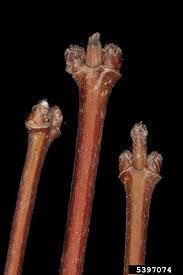 Attēlu rezultāti vaicājumam “Silene tatarica bud”