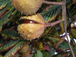 Attēlu rezultāti vaicājumam “Aesculus”