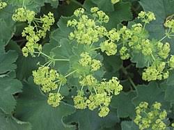 Attēlu rezultāti vaicājumam “Alchemilla subcrenata  flower”