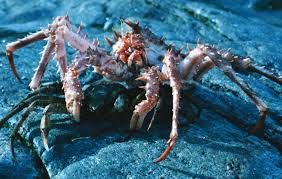 Image result for Lithodes maja