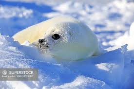 Image result for Pagophilus groenlandicus