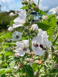 Image result for Althaea officinalis