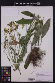 Attēlu rezultāti vaicājumam “Hieracium vulgatum”