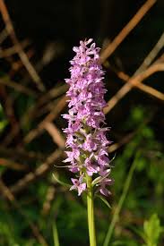 Attēlu rezultāti vaicājumam “Dactylorhiza majalis subsp. baltica”