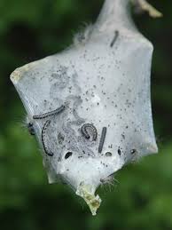 Attēlu rezultāti vaicājumam “Eriogaster lanestris larva”