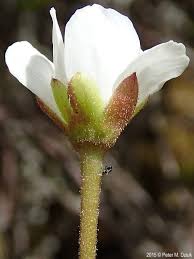 Attēlu rezultāti vaicājumam “Rubus chamaemorus flower”