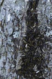 Attēlu rezultāti vaicājumam “Lasius fuliginosus”