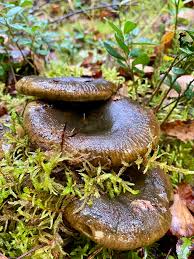 Attēlu rezultāti vaicājumam “Lactarius necator”