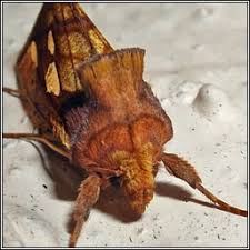 Attēlu rezultāti vaicājumam “Plusia festucae”