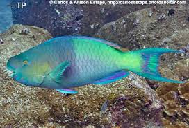 Image result for Scarus rubroviolaceus