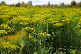 Attēlu rezultāti vaicājumam “Anethum graveolens flower”
