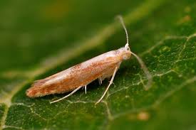 Attēlu rezultāti vaicājumam “Argyresthia albistria”