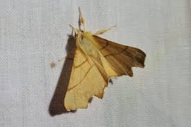 Attēlu rezultāti vaicājumam “Ennomos erosaria”